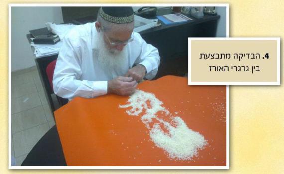 מצגת תמונות: ככה צריכים לברור אורז