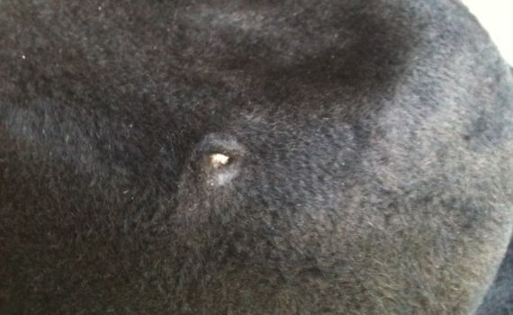 ככה נראה נס: מגבעת עם חור כניסה של קליע