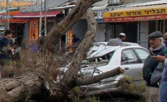 מה עושים אם עץ תקף אתכם? עצות לט"ו בשבט