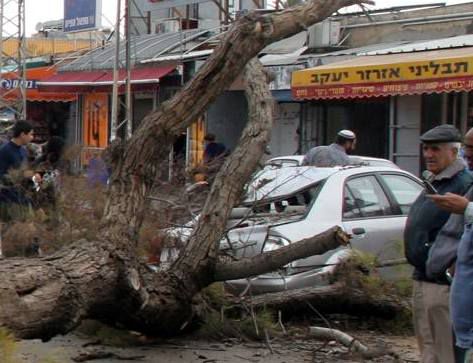 מה עושים אם עץ תקף אתכם? עצות לט"ו בשבט
