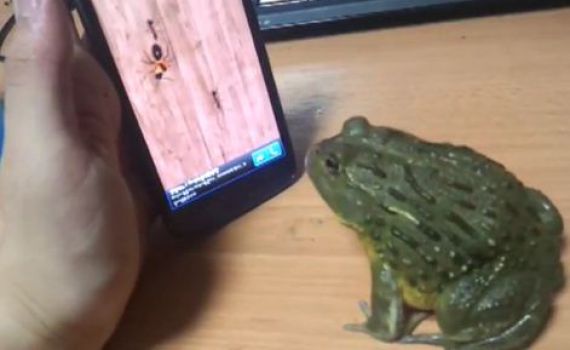 צפו: מספיק מוח של צפרדע כדי לשחק בסמרטפון