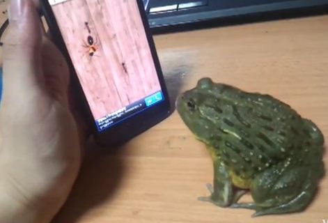 צפו: מספיק מוח של צפרדע כדי לשחק בסמרטפון