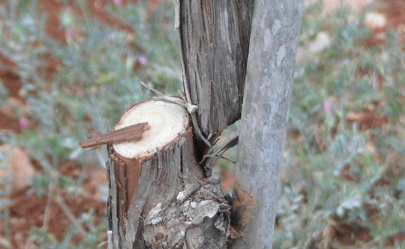 אלף גפנים נכרתו בבנימין על ידי פלסטינים