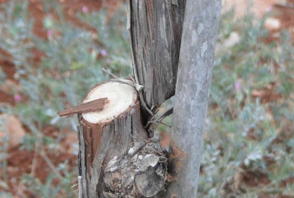 אלף גפנים נכרתו בבנימין על ידי פלסטינים