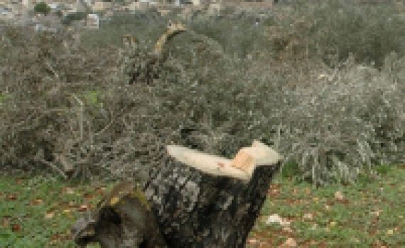 השתיקה הירוקה –  הטרור החקלאי שלא תשמעו עליו