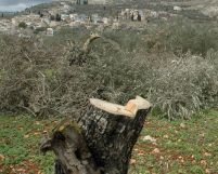 השתיקה הירוקה –  הטרור החקלאי שלא תשמעו עליו