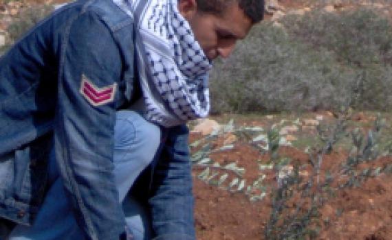 ערבים נטעו עצי זית בתוך שטח אש צה"לי פעיל