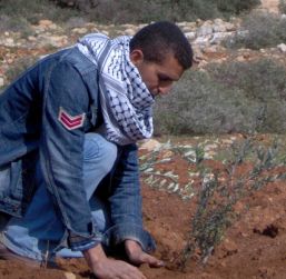 ערבים נטעו עצי זית בתוך שטח אש צה"לי פעיל