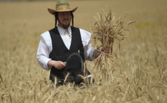 מגל זה: קוצרים חיטה לקמח עבור מצות עבודת יד