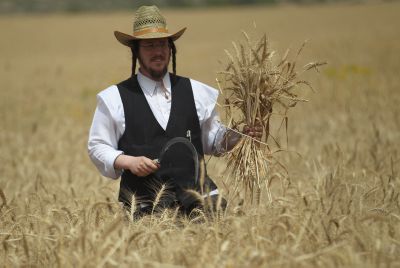 מגל זה: קוצרים חיטה לקמח עבור מצות עבודת יד