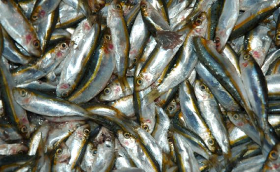 ערנותו של משגיח הכשרות הצילה את הסועדים מסרטן