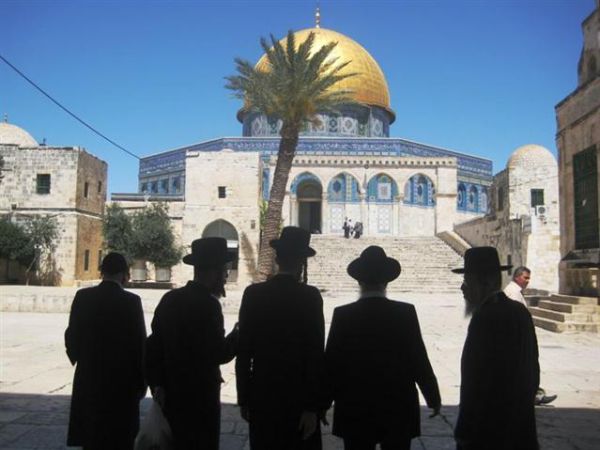 בניגוד להלכה: ערבים נוטעים עצים בהר הבית