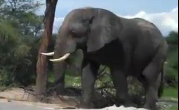 מה קורה כשפיל יותר מדי צמא?