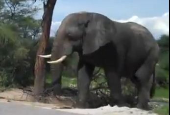 מה קורה כשפיל יותר מדי צמא?