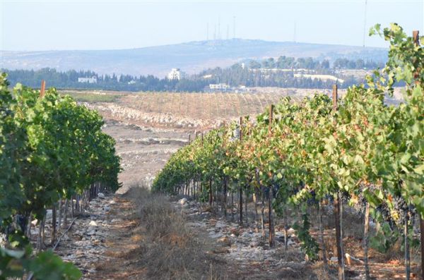 חגיגה בשומרון: 'חילול הכרם' ביקב שזוכה במדליות