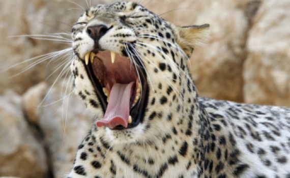 תצפיות של צה"ל תיעדו ביקור נדיר של נמר בשומרון