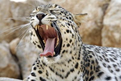 תצפיות של צה"ל תיעדו ביקור נדיר של נמר בשומרון