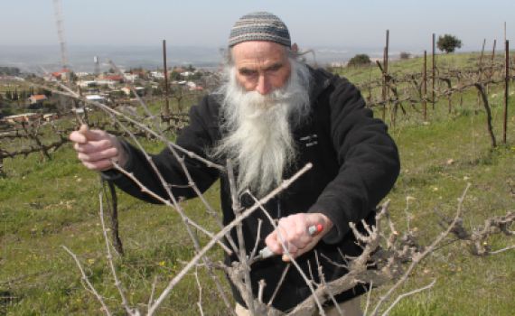 פרשת כי תבוא: בין החקלאי היהודי לאיכר הגוי