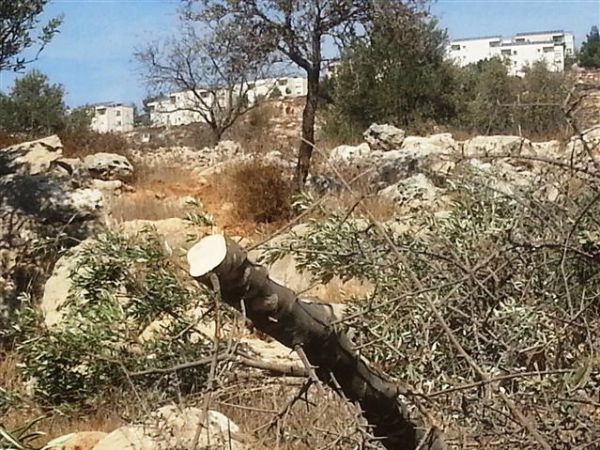 פלסטינים ופעיל שמאל "נתפסו על חם" כורתים עצי זית