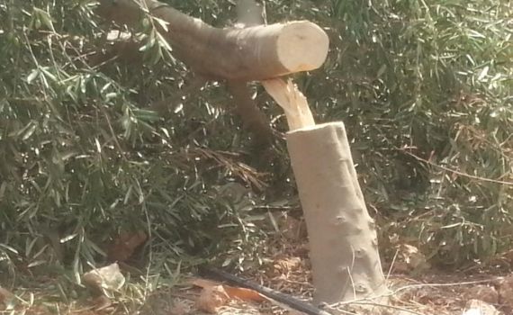 עשרות עצי זית יהודיים נכרתו באזור שילה