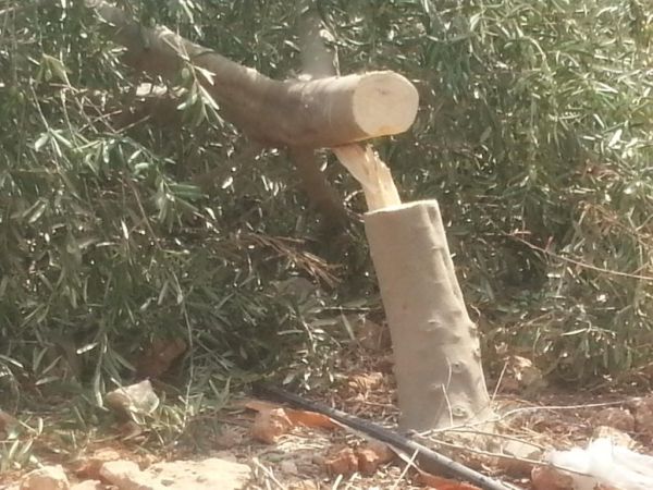 עשרות עצי זית יהודיים נכרתו באזור שילה