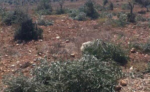 תג מחיר פלסטיני בישוב עדי עד