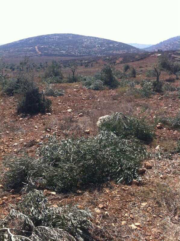 תג מחיר פלסטיני בישוב עדי עד