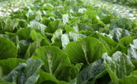 תחליב אורגני יצמצם את ההדברה בירקות ללא תולעים