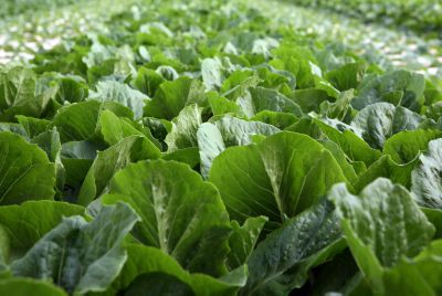 תחליב אורגני יצמצם את ההדברה בירקות ללא תולעים