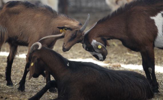 עשרים ש"ח ומחזירים לאברהם הרצליך את העדר