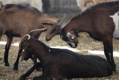 עשרים ש"ח ומחזירים לאברהם הרצליך את העדר