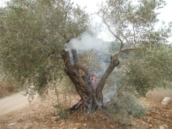 חשד ל'תג מחיר' פלסטיני בגוש טלמונים