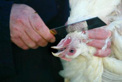 גזירות באירופה: בית המשפט בפולין אסר שחיטה יהודית