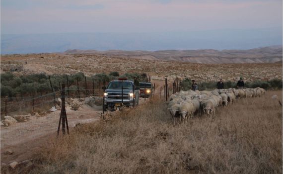 פלסטינים גנבו עדר שלם; התושבים רדפו והחזירו אותו
