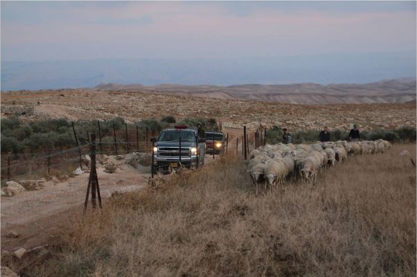פלסטינים גנבו עדר שלם; התושבים רדפו והחזירו אותו