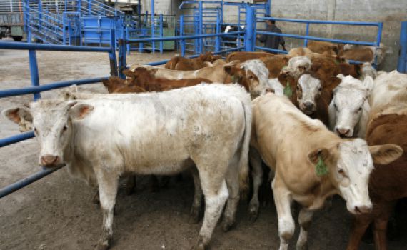 הרבנות לא תסיר את הכשרות ממפעל 'אדום אדום'