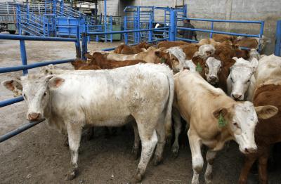 הרבנות לא תסיר את הכשרות ממפעל 'אדום אדום'