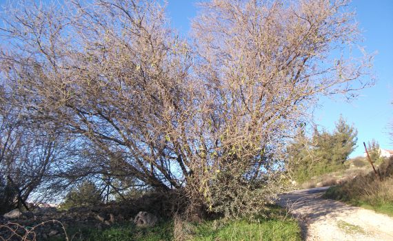 יומן בחירות: ש"ס תוקפת, שקד מבליגה, השקדיה פורחת