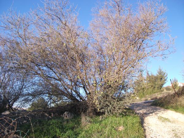 יומן בחירות: ש"ס תוקפת, שקד מבליגה, השקדיה פורחת