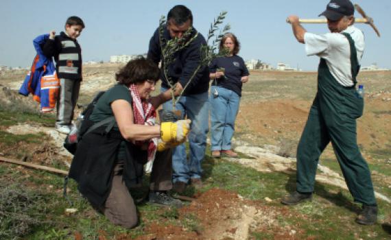 חג השרשים: בין ט"ו בשבט לכוכבית גיור