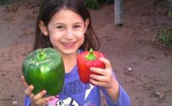 ארץ ישראל נותנת פירותיה בעין יפה: פלפל במשקל חצי קילו