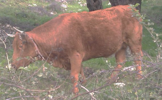 סוד הפרה האדומה