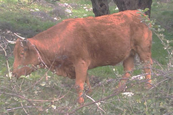 סוד הפרה האדומה