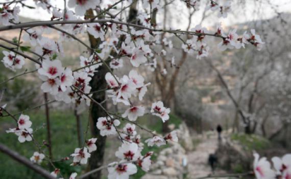 ברכת האילנות: נוסח הברכה עם הבקשות והתוספות