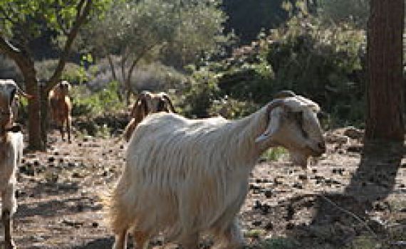 להתחיל להתכונן לגאולה כבר בעשור לחודש