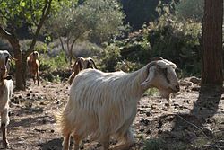 להתחיל להתכונן לגאולה כבר בעשור לחודש