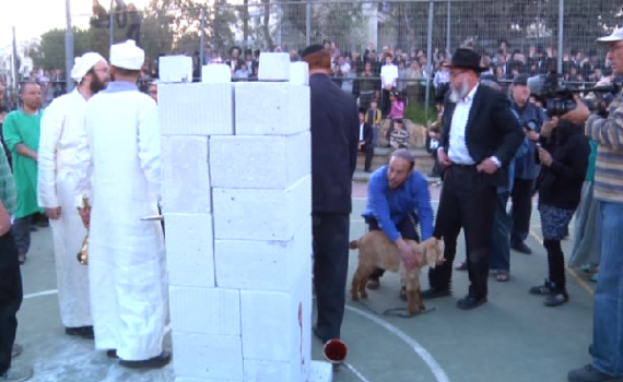 תנועות המקדש מבקשות לקיים תרגול לקרבן הפסח