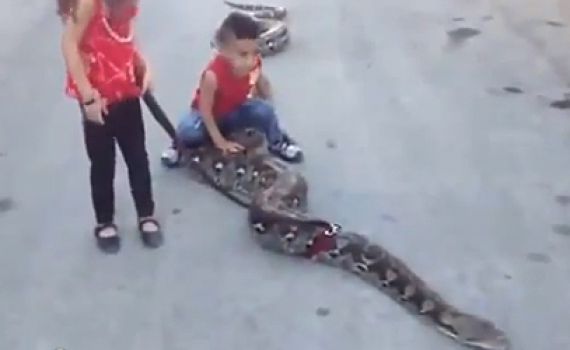 להיט ברמאללה: ילדים פלסטינים משחקים עם נחש ענק