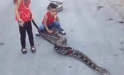 להיט ברמאללה: ילדים פלסטינים משחקים עם נחש ענק