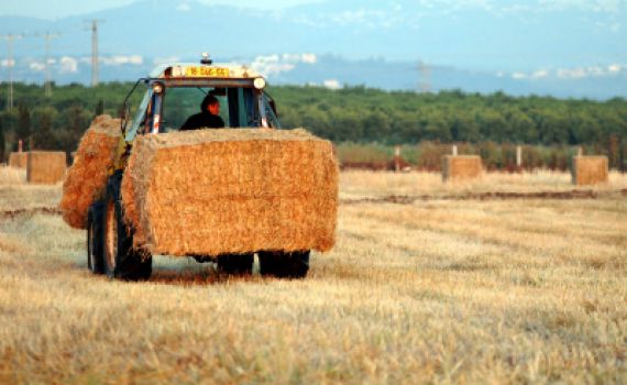 קרבה שנת השבע: מוציאים את השמיטה מהמטבח ומהמגזר